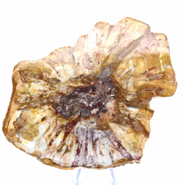 Gepolijst gedeelte van fossiel hout - mineraal uit Majunga