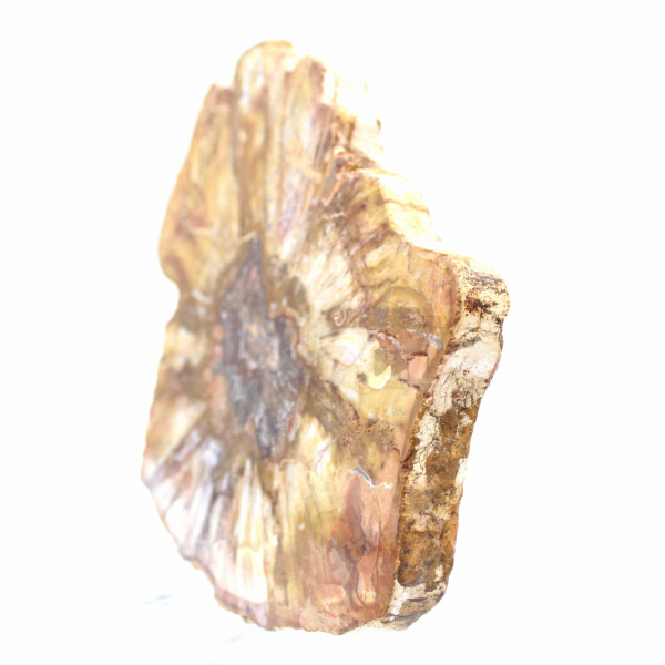 Gepolijst gedeelte van fossiel hout - mineraal uit Majunga