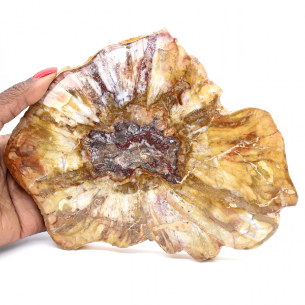 Gepolijst gedeelte van fossiel hout - mineraal uit Majunga