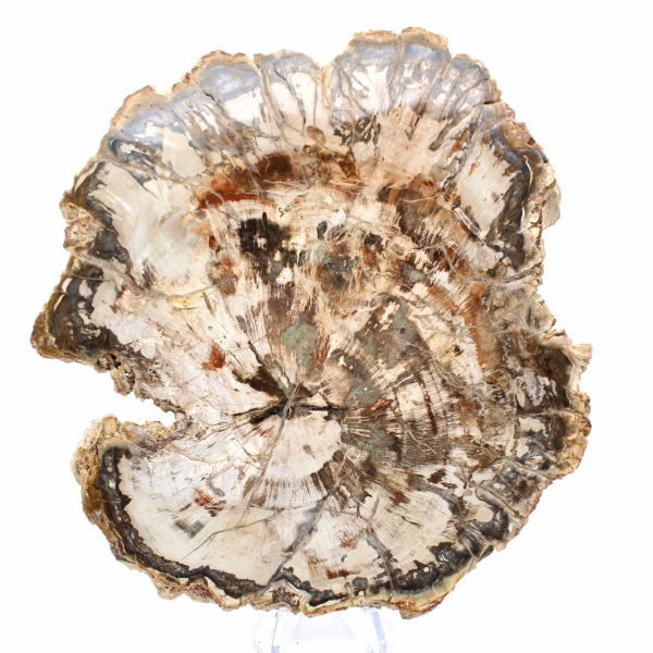 Grote plak versteend hout uit Madagaskar - een uitzonderlijk stuk