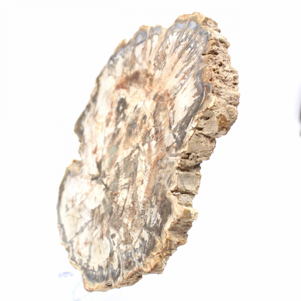 Grote plak versteend hout uit Madagaskar - een uitzonderlijk stuk