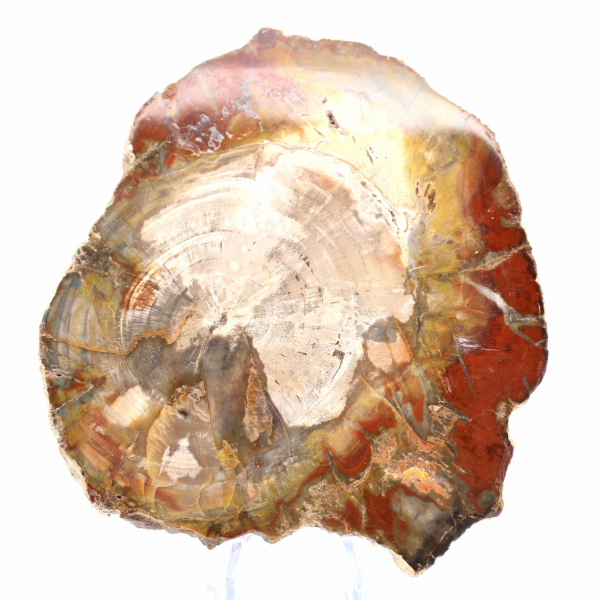 Versteend hout uit Madagaskar - Vierkant stuk voor verzameling