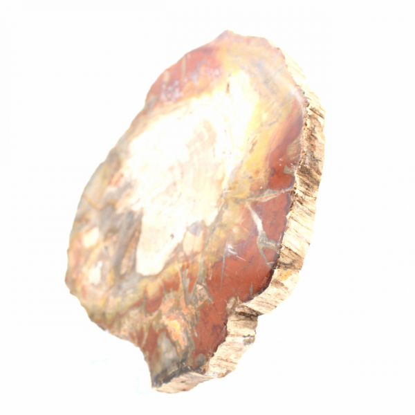 Versteend hout uit Madagaskar - Vierkant stuk voor verzameling