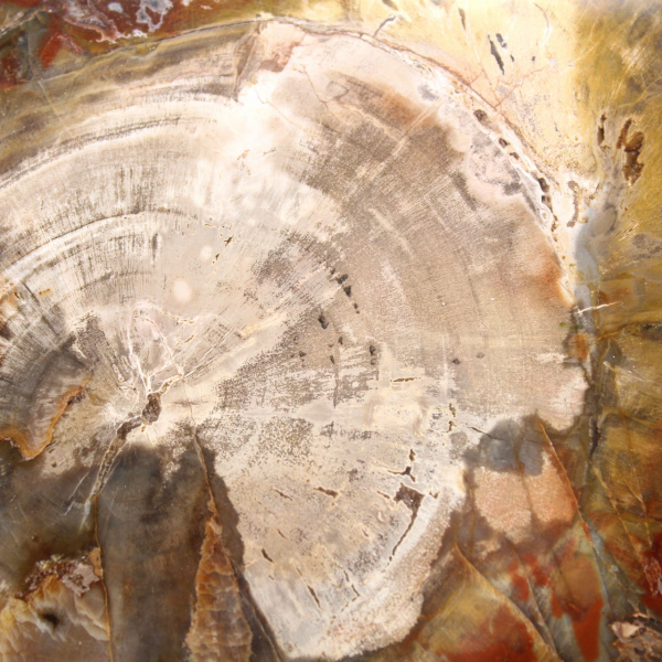 Versteend hout uit Madagaskar - Vierkant stuk voor verzameling