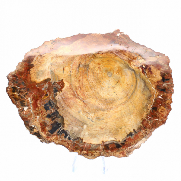 Gepolijste schijf van fossiel hout - Majunga-exemplaar