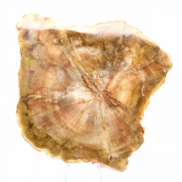 Stuk versteend hout uit Madagaskar - Collectiekwaliteit