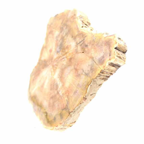 Stuk versteend hout uit Madagaskar - Collectiekwaliteit