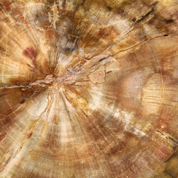 Stuk versteend hout uit Madagaskar - Collectiekwaliteit