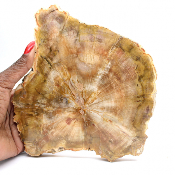 Stuk versteend hout uit Madagaskar - Collectiekwaliteit