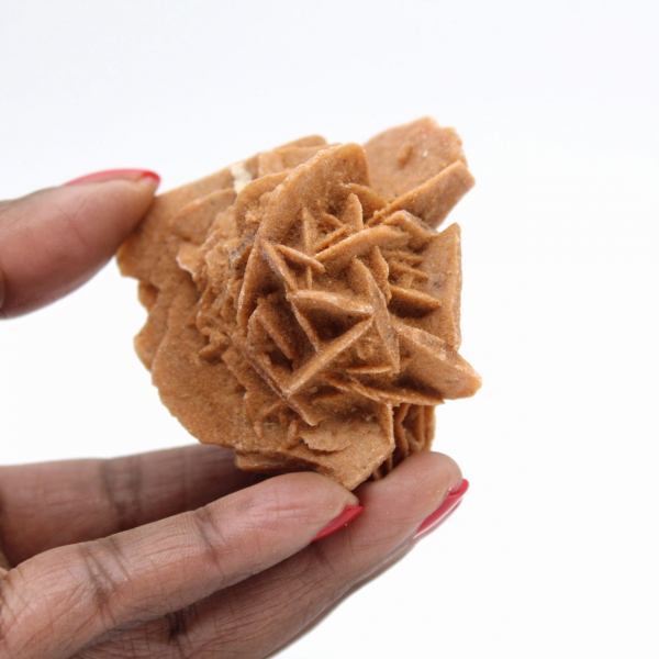 Marokkaanse woestijnrooskristallen voor mineralogische verzamelingen