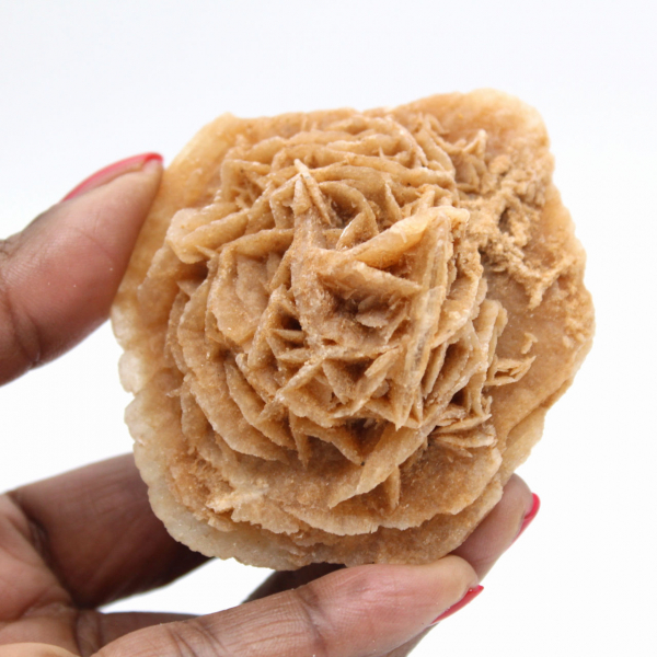 Marokkaanse woestijnroos: een enorme rozet voor verzamelaars.