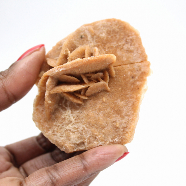 Minerale rozet van Marokko: gipskristallisatie