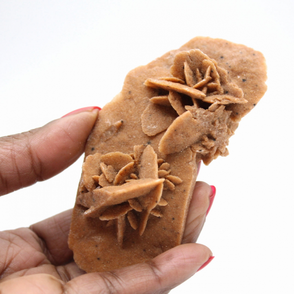 Langwerpige woestijnroos van Marokko: een geologisch exemplaar