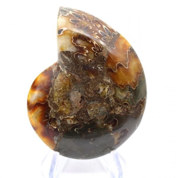 Ammoniet uit Madagaskar met gepolijst en ongepolijst oppervlak