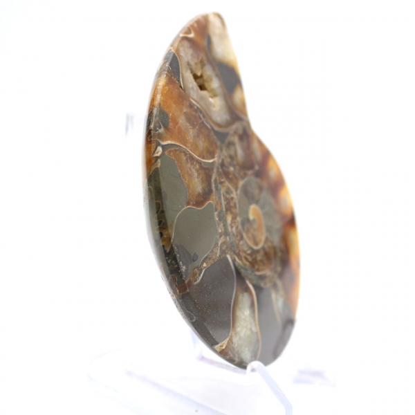 Ammoniet uit Madagaskar met gepolijst en ongepolijst oppervlak