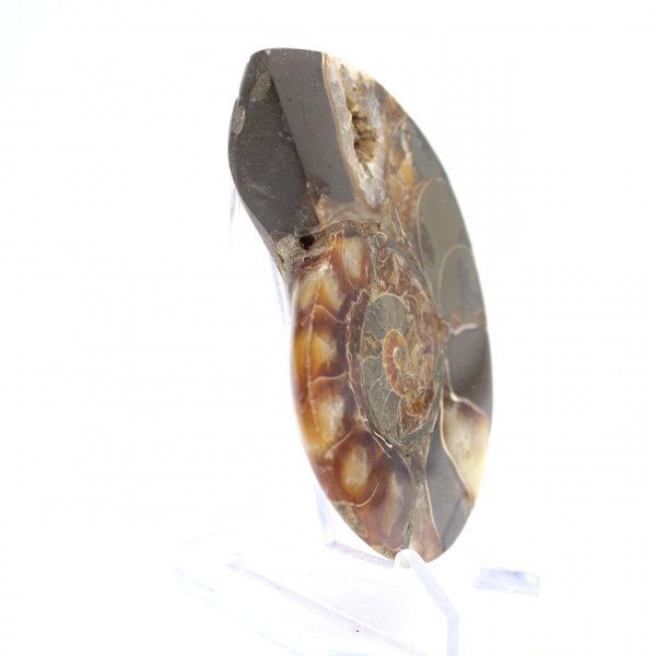 Gepolijst ammonietfossiel: een verzamelobject