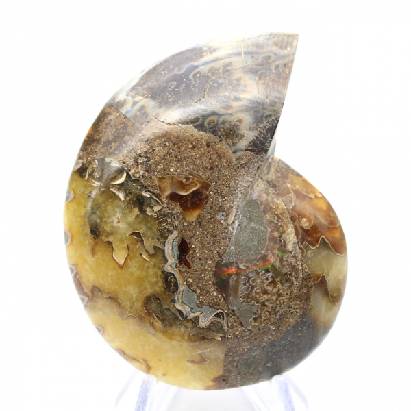 Natuurlijke ammoniet uit Madagaskar - Proefstuk