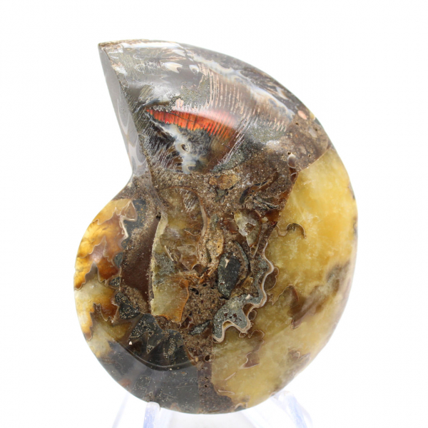 Gepolijst ammonietfossiel: esthetiek en wetenschap