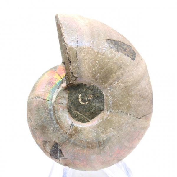 Ammonietexemplaar: tussen land en zee