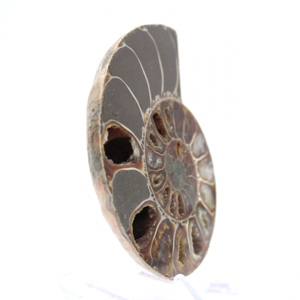 Ammonietexemplaar: tussen land en zee