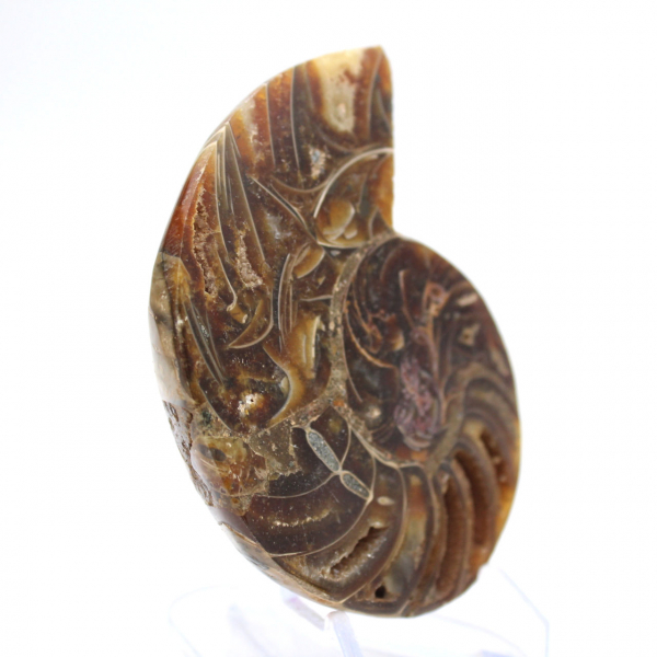 Kleine ammoniet uit Madagaskar: Minerale zuiverheid