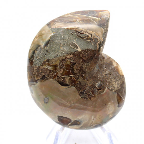 Fossiele ammoniet: contrast van natuurlijke texturen