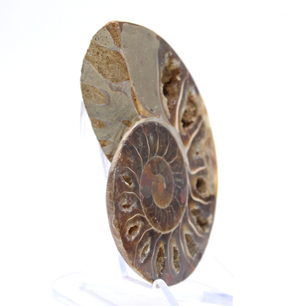 Gepolijst ammonietfossiel: Licht van Mahajanga