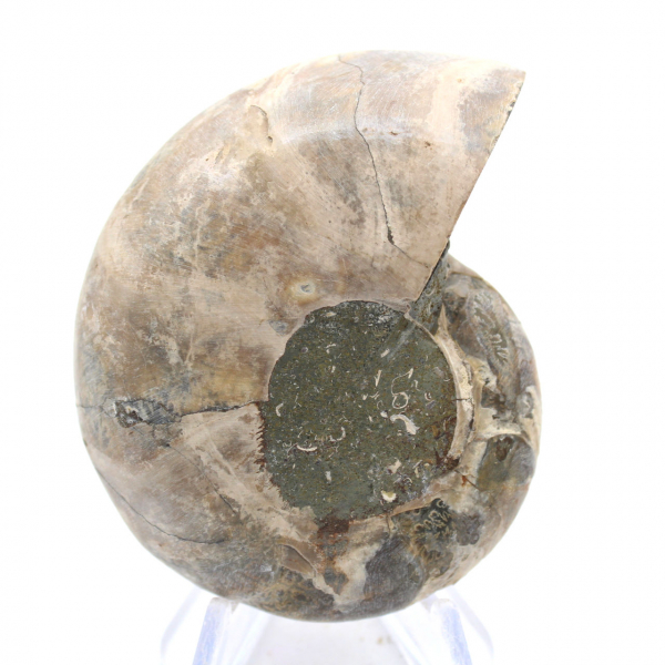 Ammoniet uit Madagaskar: Sterkte en stabiliteit