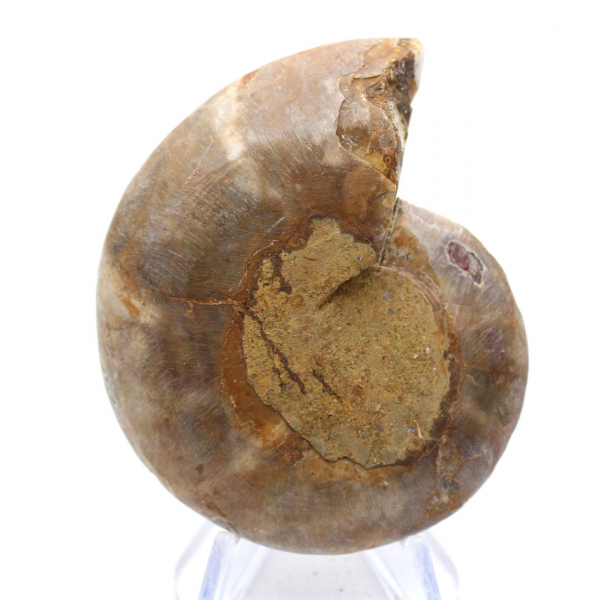 Ammonietexemplaar: De Madagaskar-spiraal