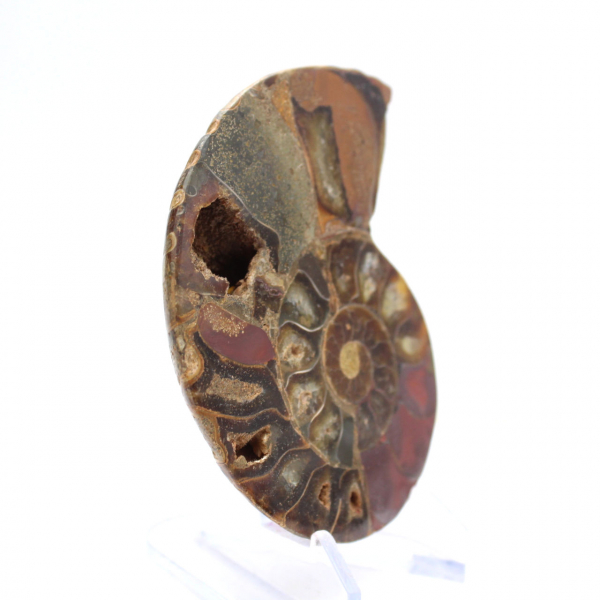 Gefossiliseerde ammoniet: Mineraalexemplaar uit Madagaskar