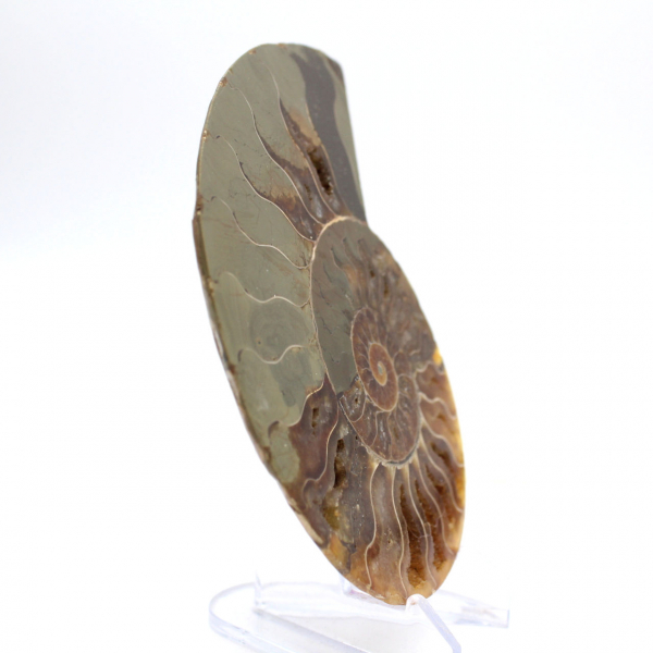 Indrukwekkende ammoniet uit Madagaskar: Fossiele zuiverheid