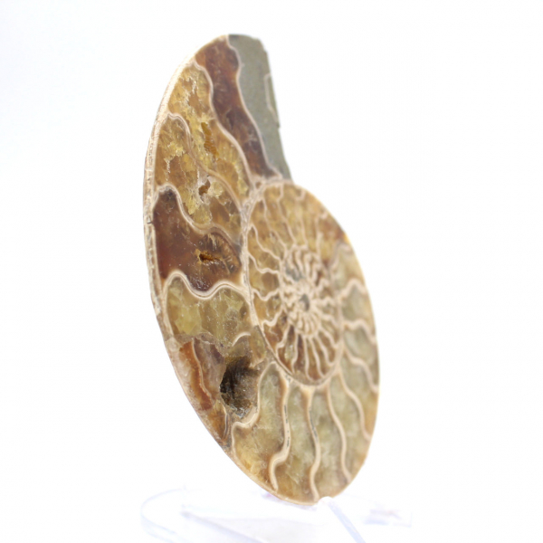 Fossiele ammoniet uit Mahajanga: Mineral Balance