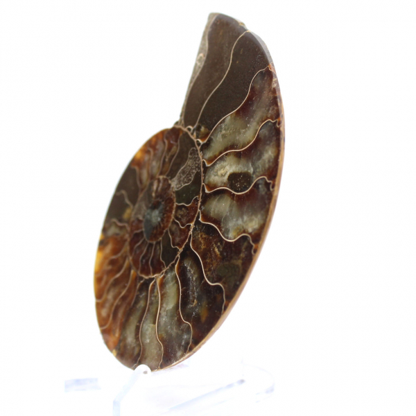 Ammoniet uit Madagaskar: ritme en sedimentatie