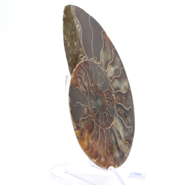 Ammoniet uit Madagaskar: ritme en sedimentatie