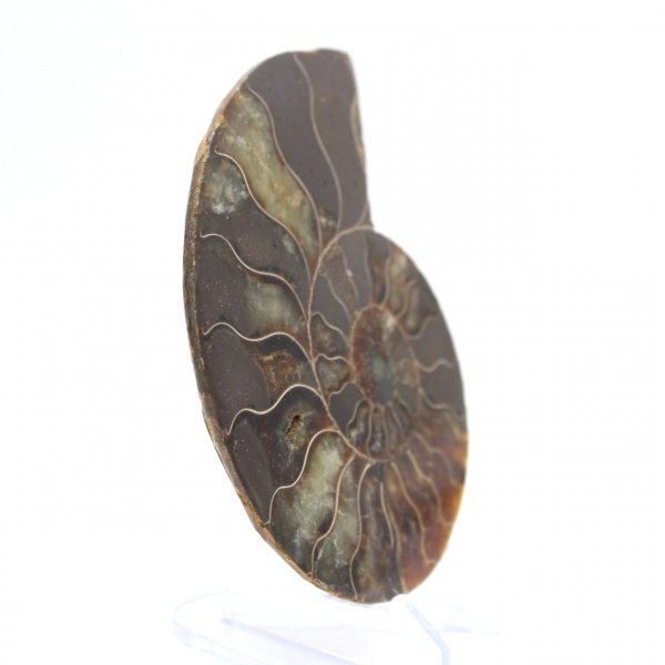 Gepolijst ammonietfossiel: dichtheid en details