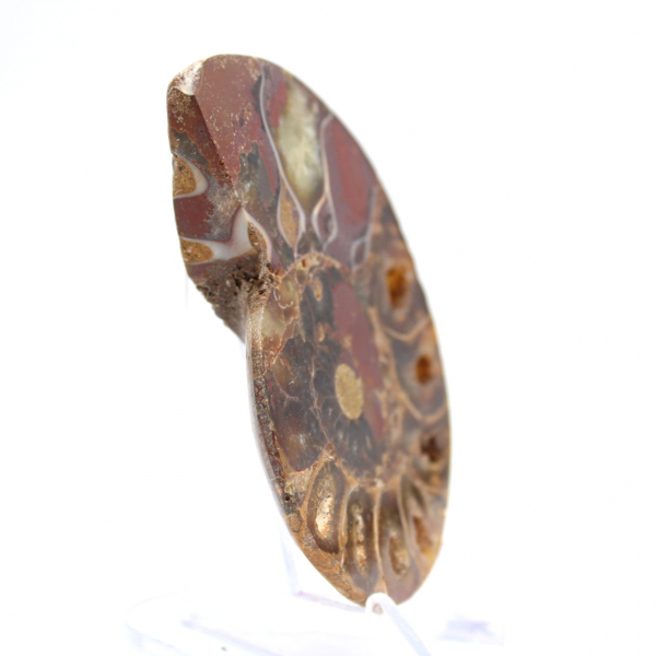 Ammoniet uit Madagaskar: Minerale zuiverheid