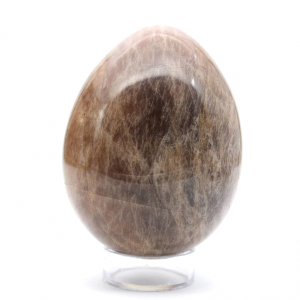 Microklien uit Madagaskar - Zwart Steen Ei