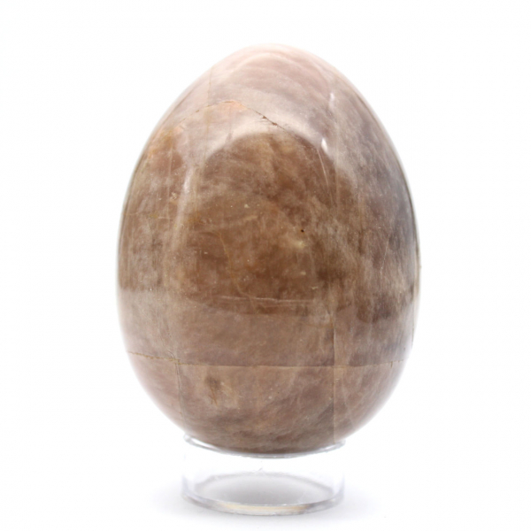 Microklien uit Madagaskar - Zwart Steen Ei