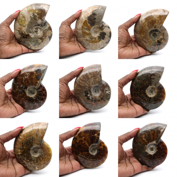 Gepolijste gefossiliseerde ammoniet