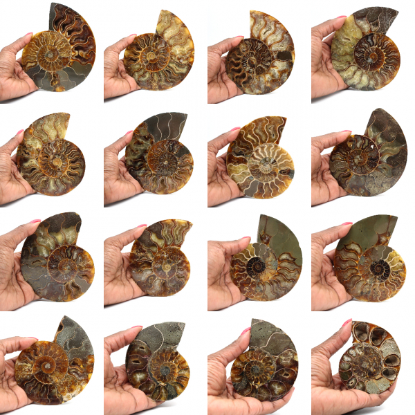 Gepolijste gefossiliseerde ammoniet
