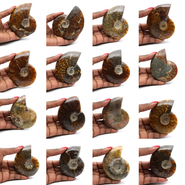 Hele gepolijste ammoniet uit Madagaskar