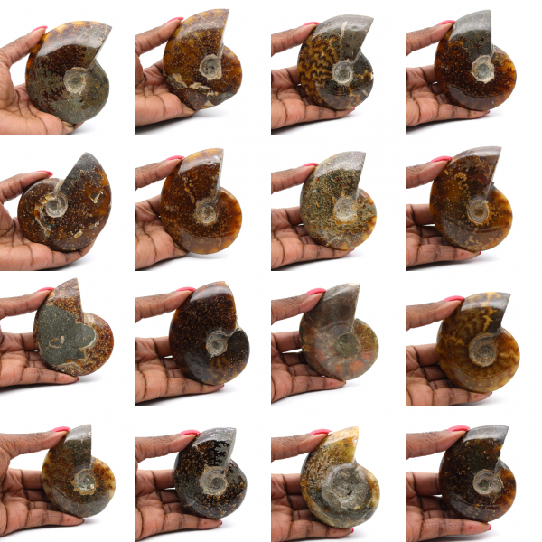Hele gepolijste ammoniet uit Madagaskar