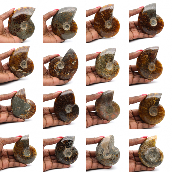 Hele gepolijste ammoniet uit Madagaskar