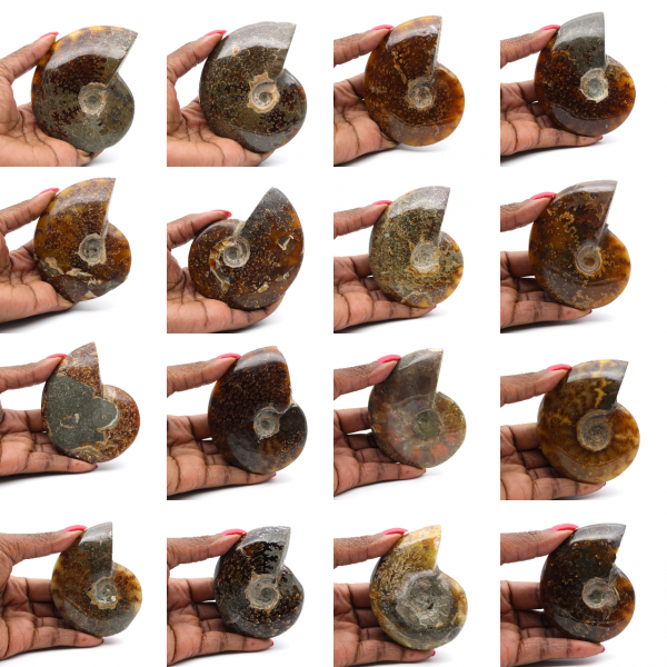 Hele gepolijste ammoniet uit Madagaskar