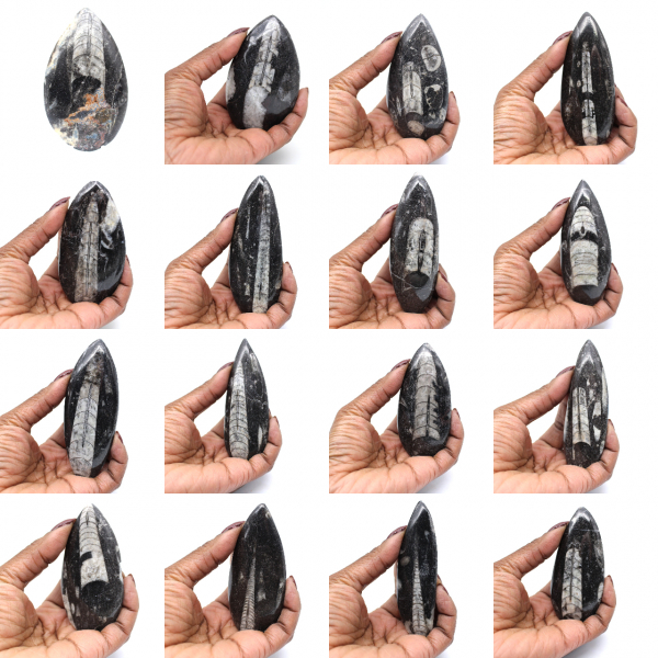 Fossiel van Orthoceras uit Marokko