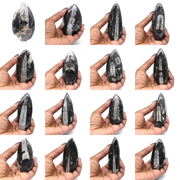 Fossiel van Orthoceras uit Marokko