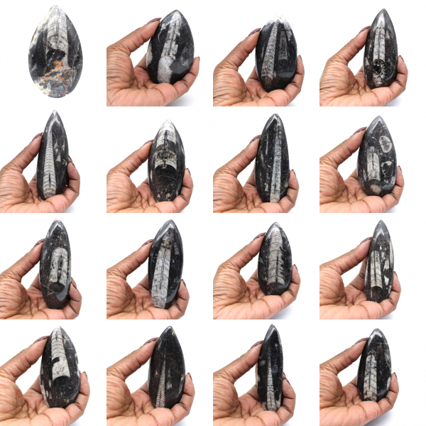 Fossiel van Orthoceras uit Marokko