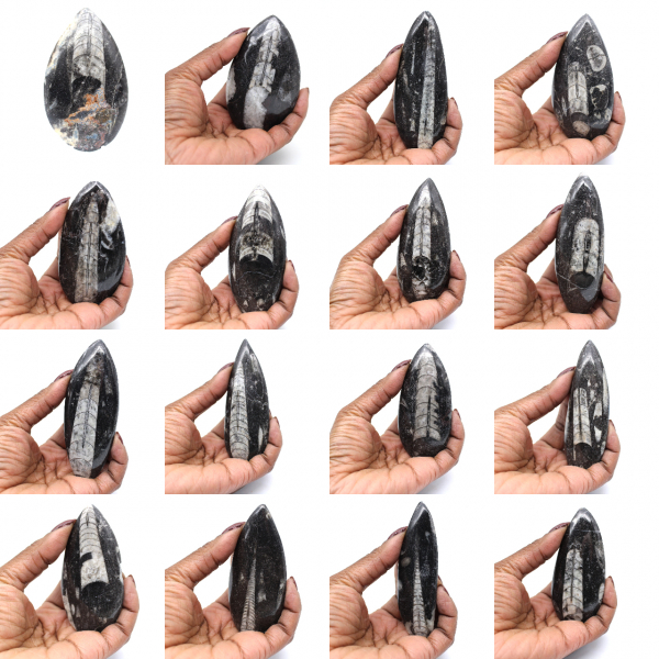 Fossiel van Orthoceras uit Marokko Fossiel van Orthoceras uit Marokko