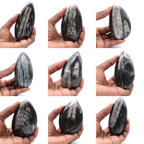 Marokkaanse Orthoceras