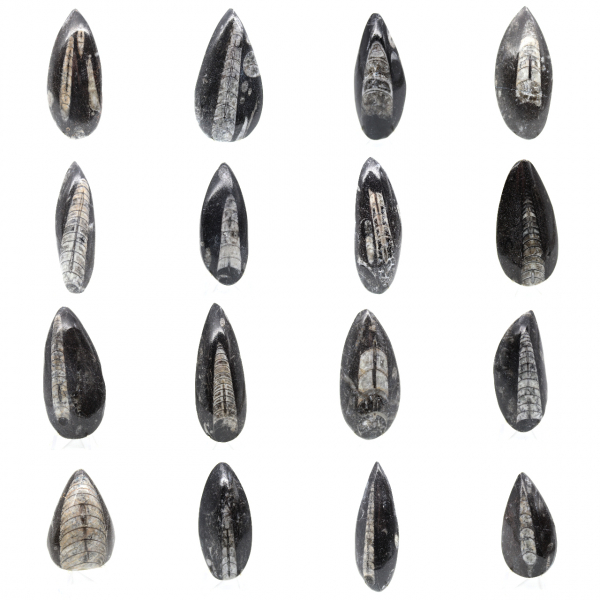 Fossiele orthoceras uit Marokko